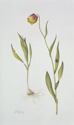 Fritillaria Michailovsky、1996（紙のトイレ）